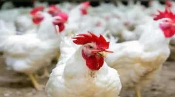 أسعار نوفمبر.. تغييرات مفاجئة في أسعار الدواجن والبيض اليوم الاثنين 3 نوفمبر 2025